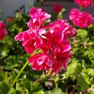 Meet your Posher, Janice